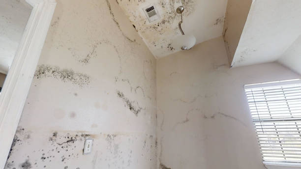 Best Mold Prevention Services  in North Windham, ME